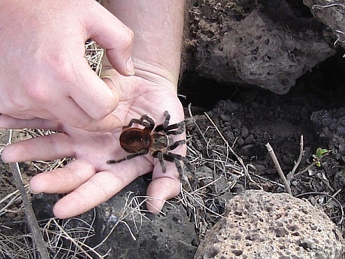 Releasing a Brachypelma vagans.