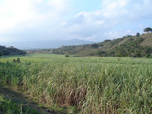 A sea of sugercane.