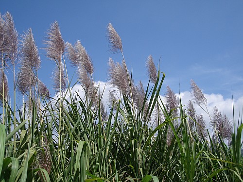 Sugarcane against the blue sky.