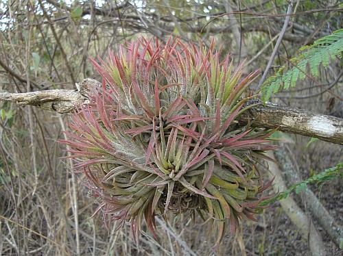 A cluster of Tillandsias.