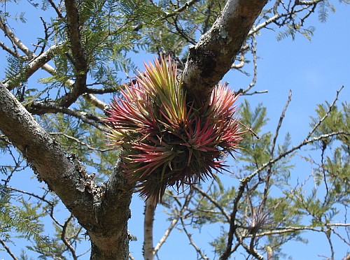 A cluster of red colored Tillandsias.