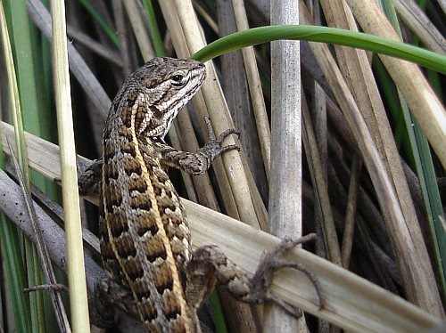 A spiny lizard (Sceloporus species) in the grass.
