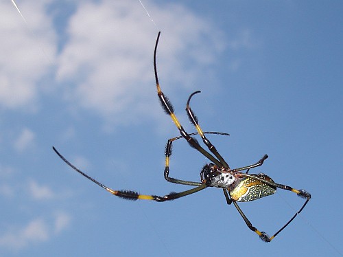 Adult female Nephila clavipes against the blue sky.