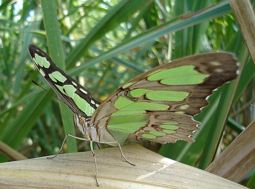 A Malachite (Siproeta stelenes) resting on a sugarcane leaf.
