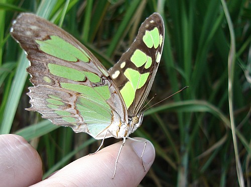 A Malachite (Siproeta stelenes) resting on my finger.