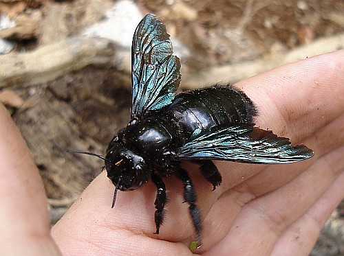 Big carpenter bee resting on my hand.