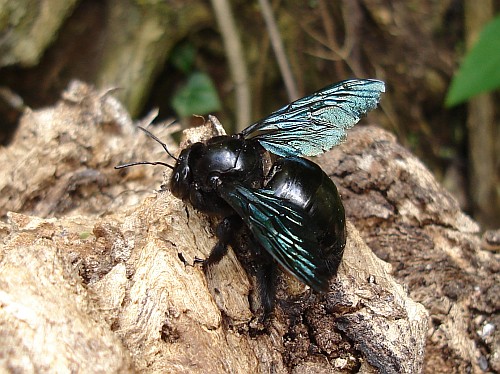 Carpenter bee resting on wood.