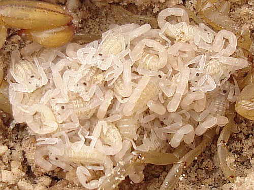 A close-up of the scorpion babies (scorplings).