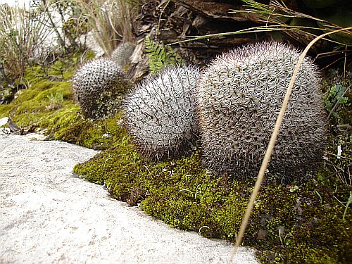 Giant cactuses along the road.