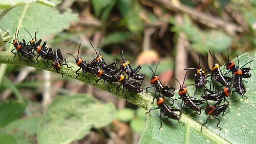 Grasshoppers all lined up.