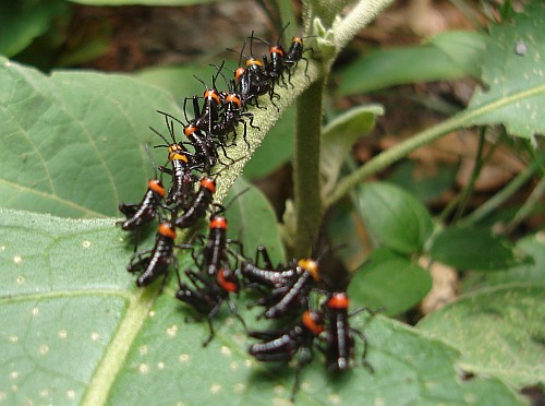 Grasshoppers all lined up.