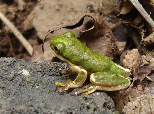 Small green tree frog resting.