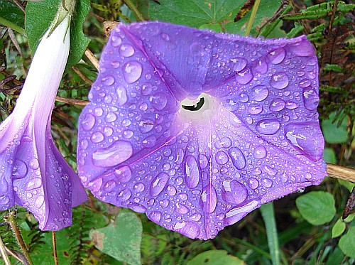 Close-up of a Ipomoea purpurea flower with raindrops.