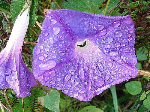 ipomoea-purpurea-flowers-with-raindrops.jpg