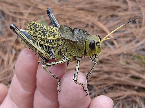 A large grasshopper resting on my fingers.