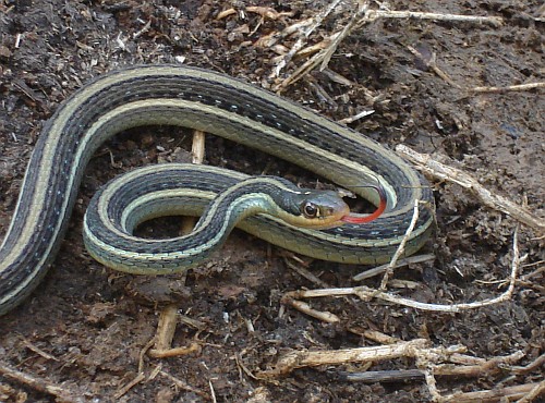 Mexican ribbon snake (Thamnophis proximus rutiloris).