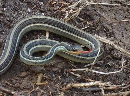 Ribbon Snake