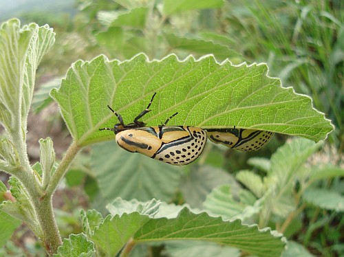 Hieroglyphic moths (Diphthera festiva) sheltering under a leaf.