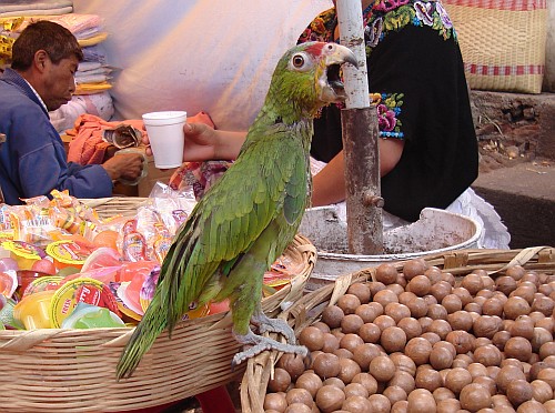 A parrot guarding merchandise on a market in Quetzaltenango.