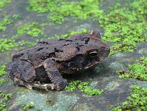 A rain frog resting on a moss covered stone.