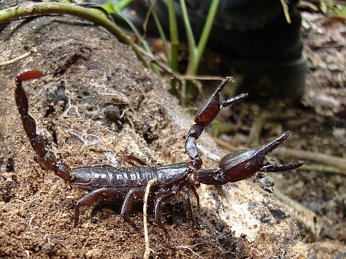 Rawr! Diplocentrus species with claws ready to pinch.