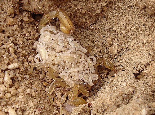 Scorpion mother with babies on her back.