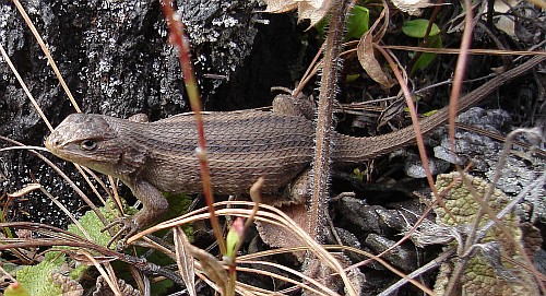 Spiny lizard (Sceloporus species) in its natural habitat.