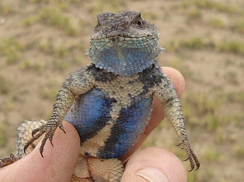 Close-up of the spiny lizard (Sceloporus species).