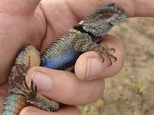 Spiny lizard (Sceloporus species) relaxing in my hand.