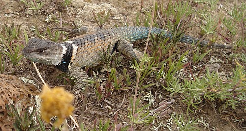 Spiny lizard (Sceloporus species) in its natural habitat.