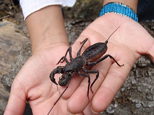 A vinegaroon (Uropygid sp.) on Esme's hand.