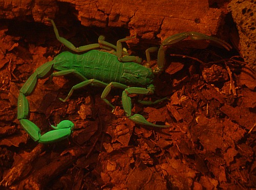 Adult female Centruroides gracilis under UV light, with orange cellophane filter in place.