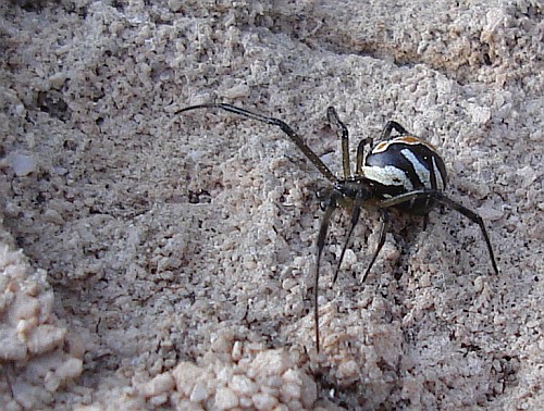 Black widow spider latrodectus sp 1.