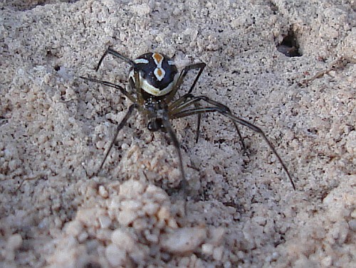 Black widow spider latrodectus sp 2.