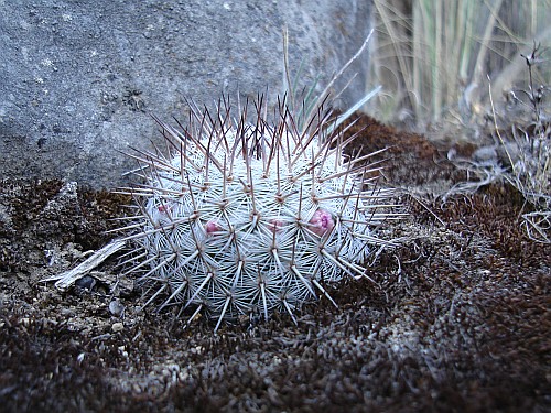 Cactus with pink flower buds.