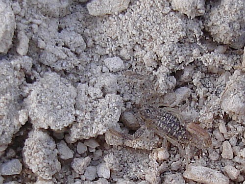 Juvenile scorpion vaejovis sp.