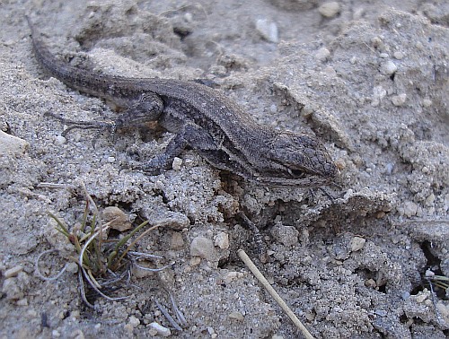 A juvenile spiny lizard on a sand slope.