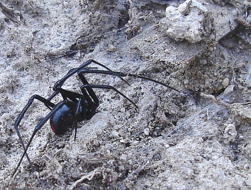 Male black widow spider latrodectus sp.