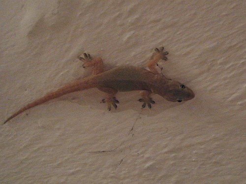 House gecko (Hemidactylus species) on the ceiling.