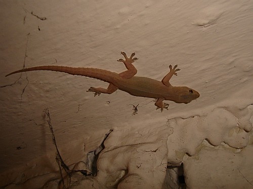 House gecko (Hemidactylus species) on the ceiling.