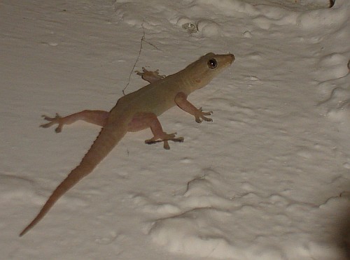 House gecko resting on the wall, keeping an eye on me.