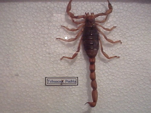 Preserved scorpion specimen from Tehuacán, Puebla.