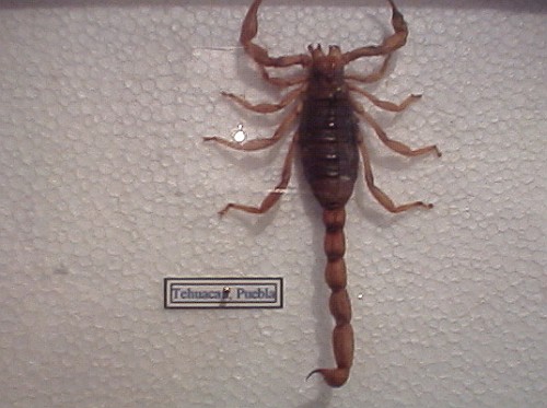 Preserved scorpion specimen from Tehuacn, Puebla.