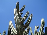Cactus with yellow flowers against the blue sky