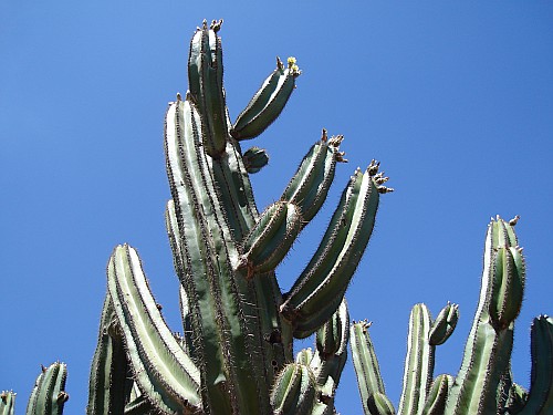 Cactus with yellow flowers against the blue sky.