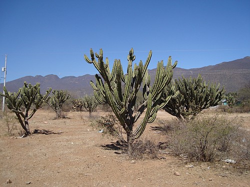 Large cactuses.