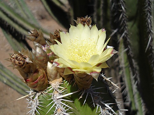 Close up of a yellow cactus flower.