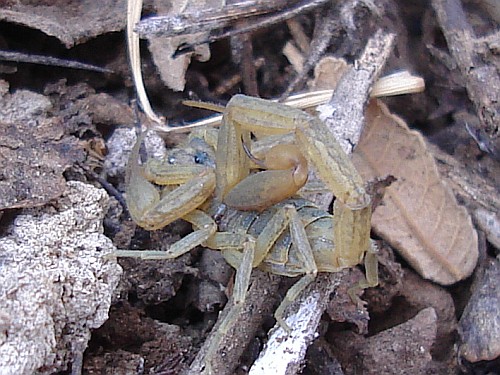 Scorpion, male, Centruroides species.