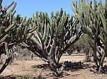 Tall cactuses