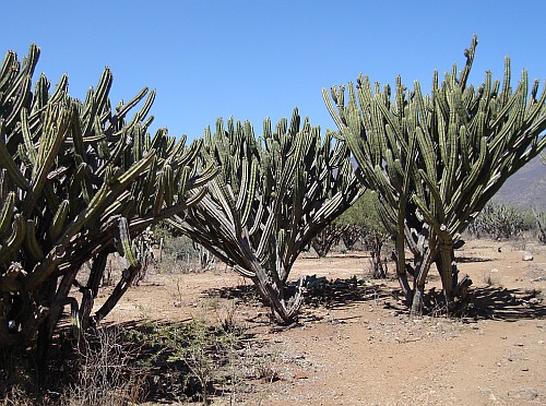 Tall cactuses.